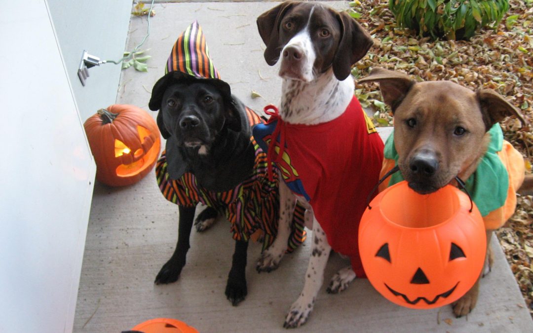 The Scary Truth about Pets During Halloween