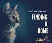 Finding A FURever Home