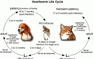 Does My Dog Need Heartworm Prevention in Lakeland Florida?