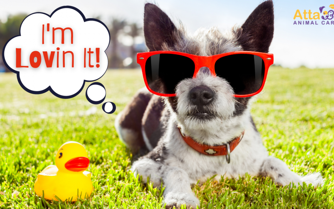 Things to Know Before Visiting Dog Friendly Parks in Lakeland, Fl