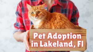 Pet Adoption Lakeland, Fl Atta Boy!