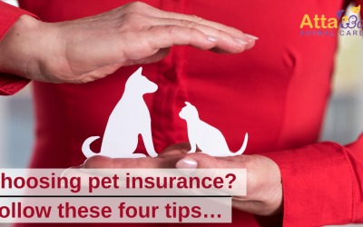Does My Dog/Cat Need Pet Insurance?