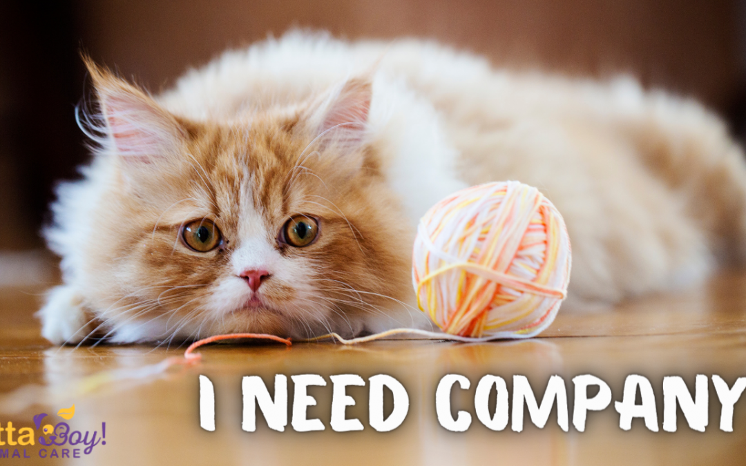 How Long Can I Leave My Cat Alone?