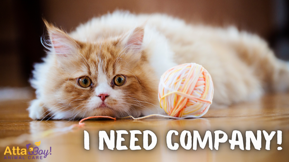 How Long Can I Leave My Cat Alone? Atta Boy! Animal Care Pet