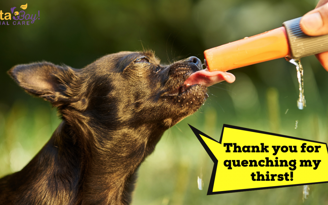 How Much Water Should My Dog/Cat Drink for their Pet Health?