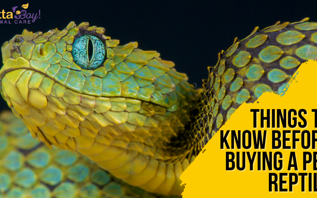 Before You Buy: Pet Reptile