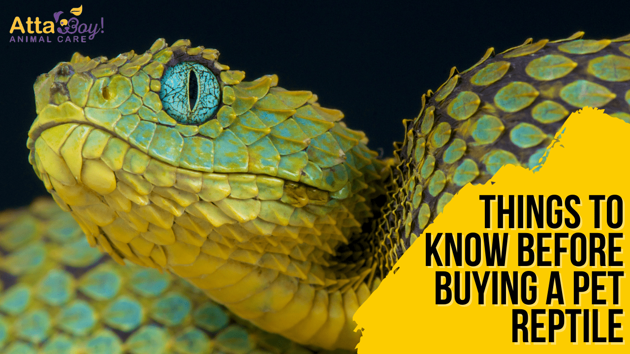 Before You Buy Pet Reptile Atta Boy! Animal Care Pet Sitting + Dog