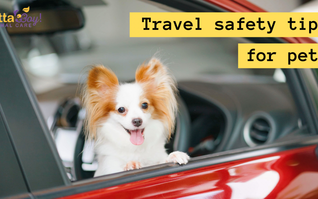 Traveling with Your Dog/Cat