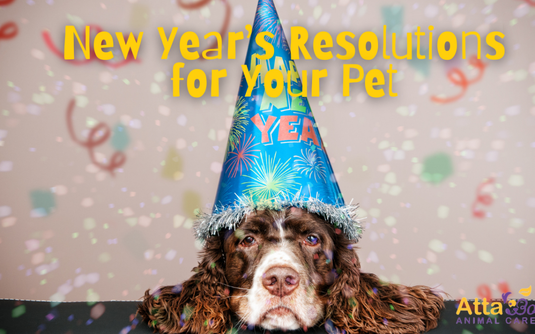 9 New Year Resoultions for Your Pet