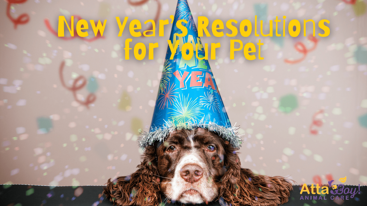dog tips + resolutions