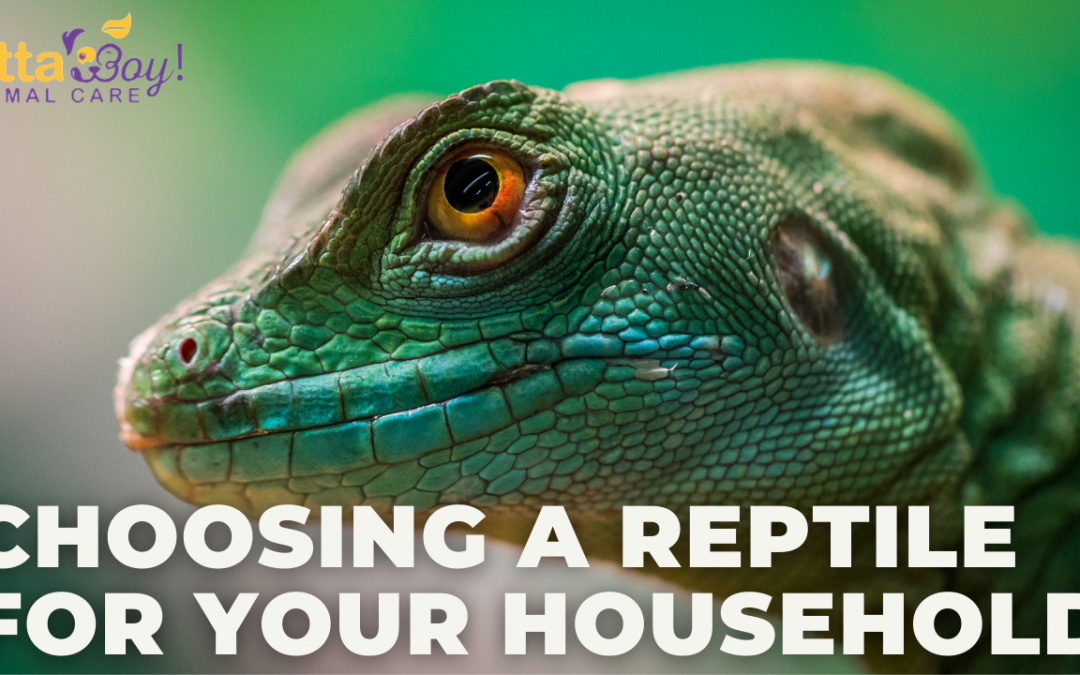 Choosing a Reptile for your Lakeland Household
