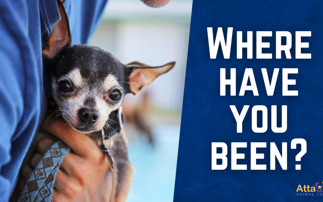 Does my Dog/Cat Like to Stay Home?