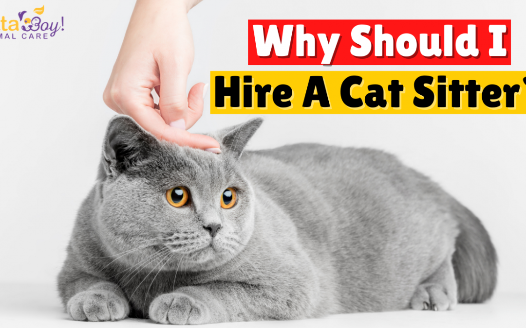 Why Should I Hire A Cat Sitter?