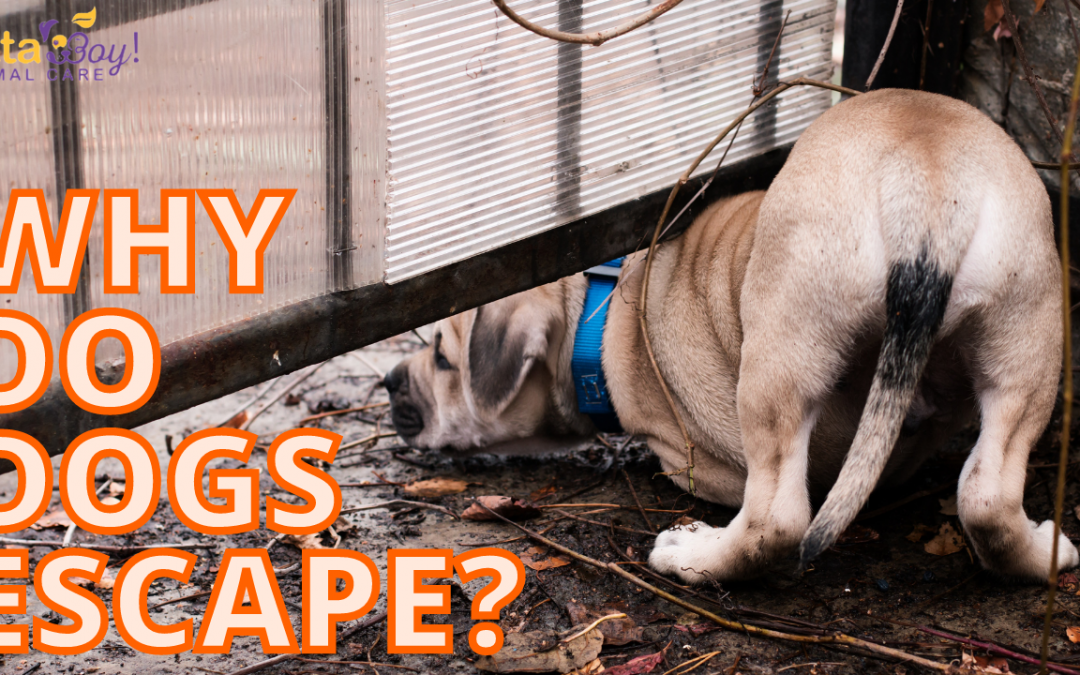 Fido or Escaping Master? Why do dogs escape?