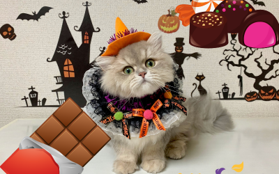 Pet Halloween Hazards – Chocolate + Xylitol