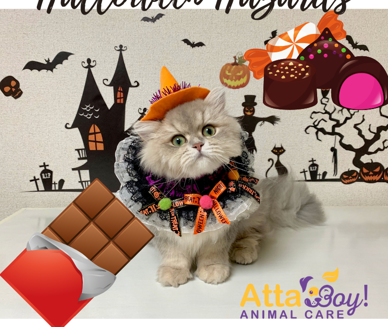 Pet Halloween Hazards – Chocolate + Xylitol