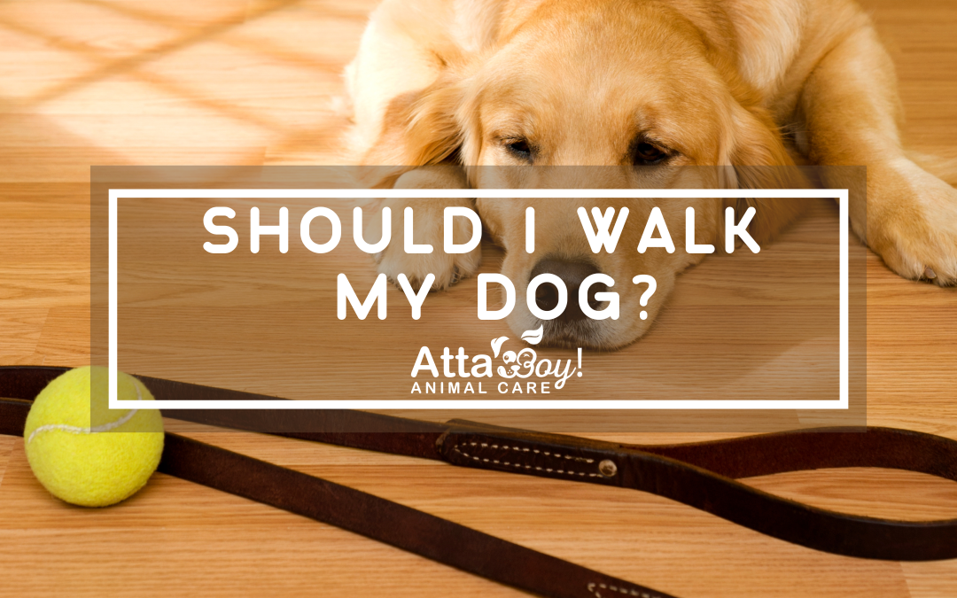 Why Dog Walking is a Great Way to Stay Healthy + Fit