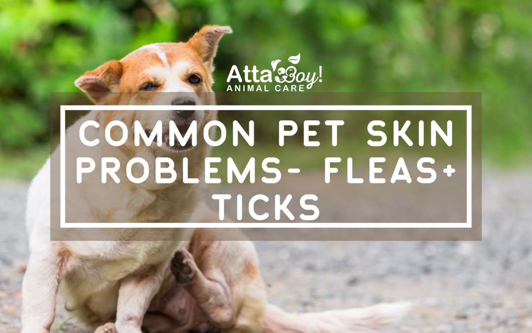 Common Skin Problems for Lakeland Dogs
