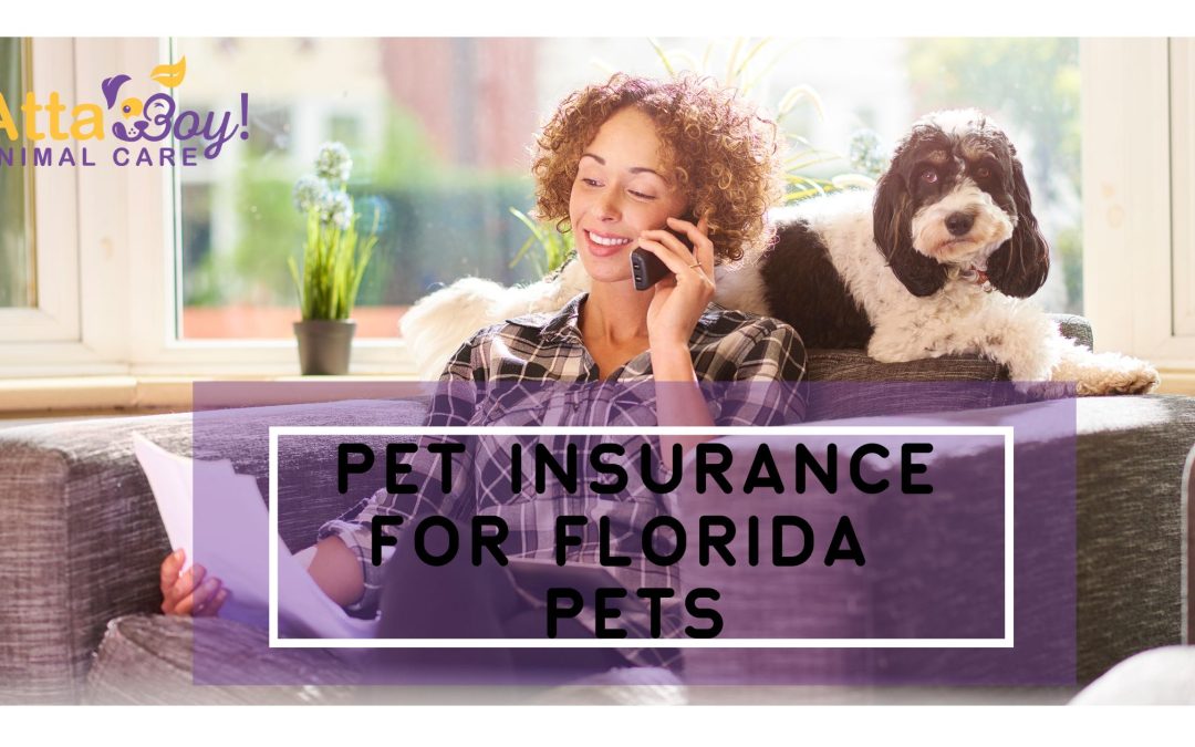 Pet Insurance for Florida Dogs, Cats + Pets