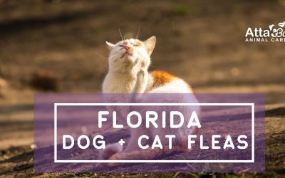 Florida Flea Season- How to Get Rid of Them on your Dogs + Cats