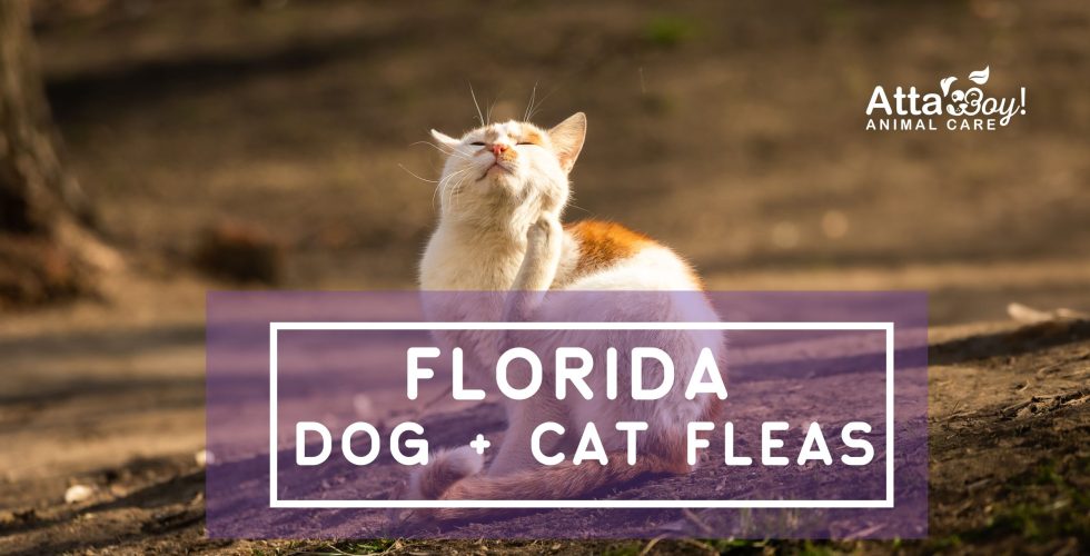 Fresh Look at Florida Flea Season How To Get Rid Of Them On