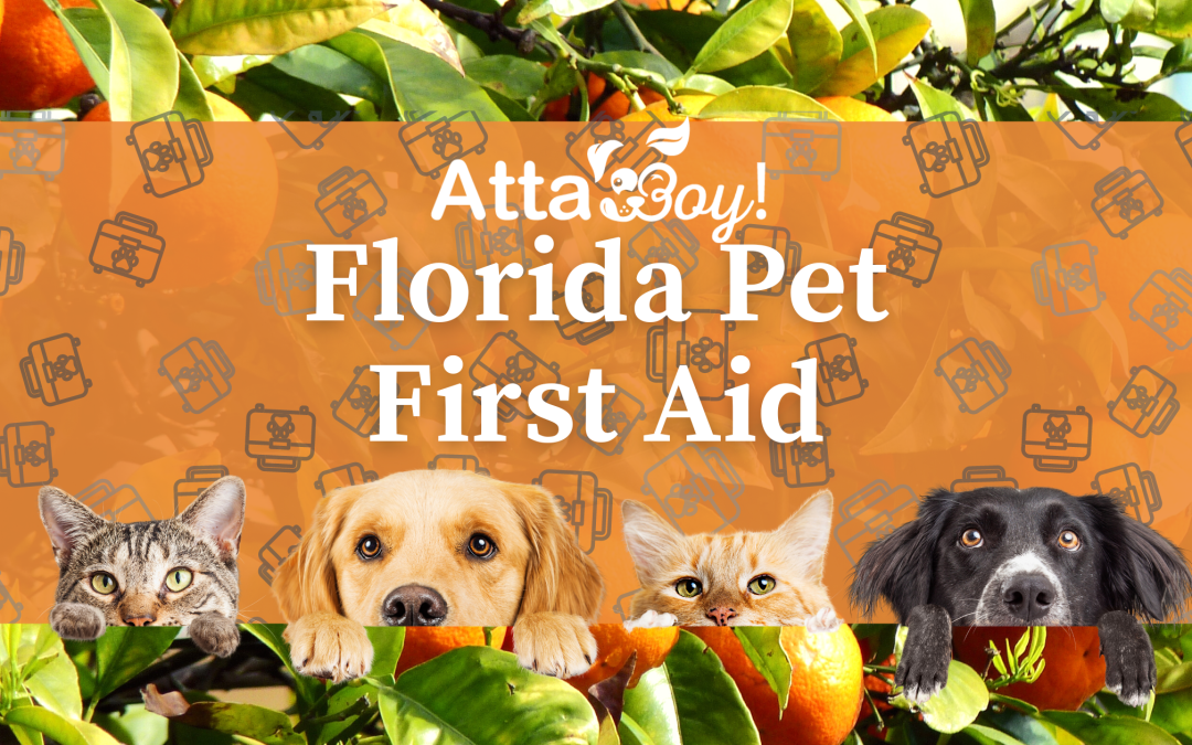 Ensuring Pet Safety in the Sunshine State: A Guide to Pet First Aid and Emergency Preparedness in Lakeland, Florida
