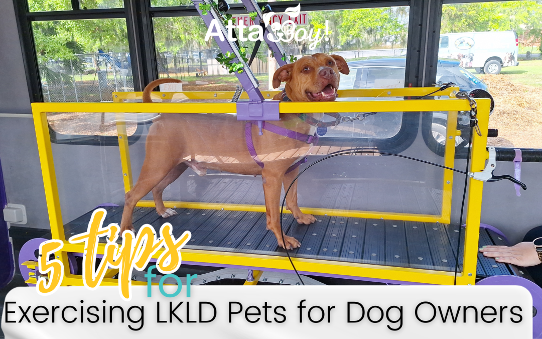 Paws and Play: Unleash the Fun with Pet Exercise