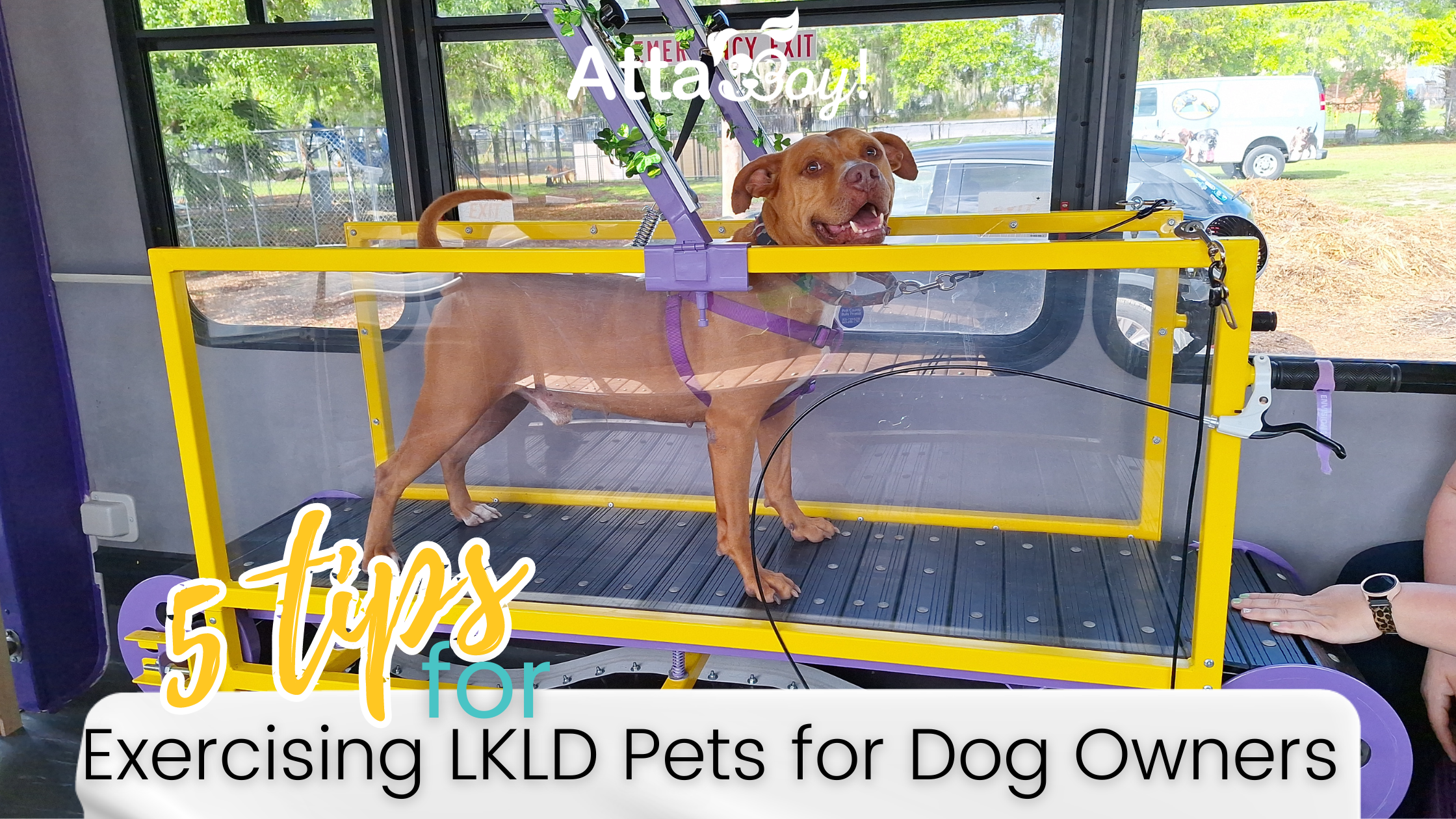 Exercising LKLD Pets for Dogs Owners