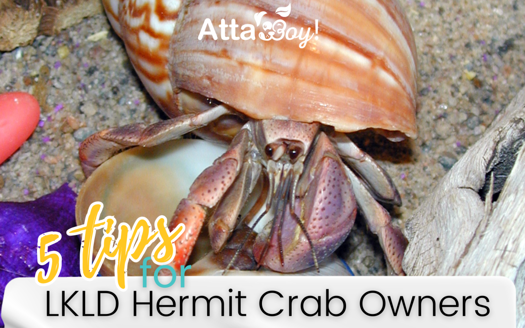 Hermit Crab Care 101: Expert Tips from Atta Boy! Animal Care
