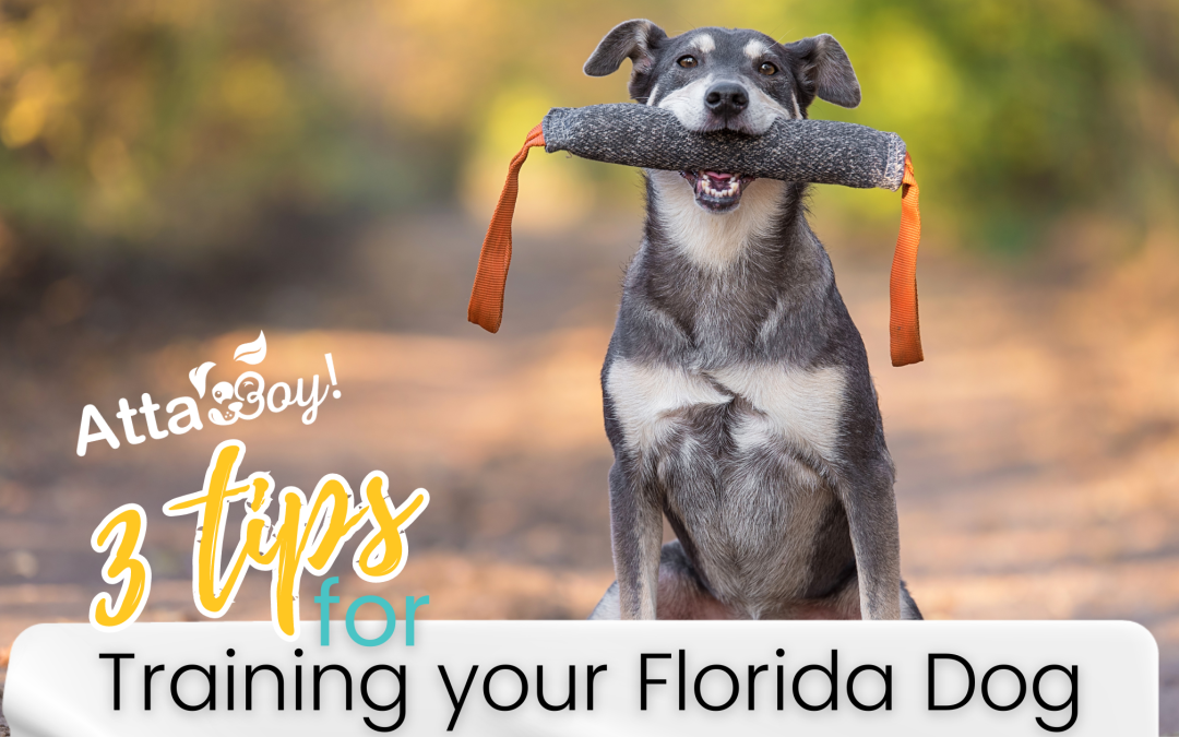 Mastering Dog Training: Tips for Success from Atta Boy! Animal Care