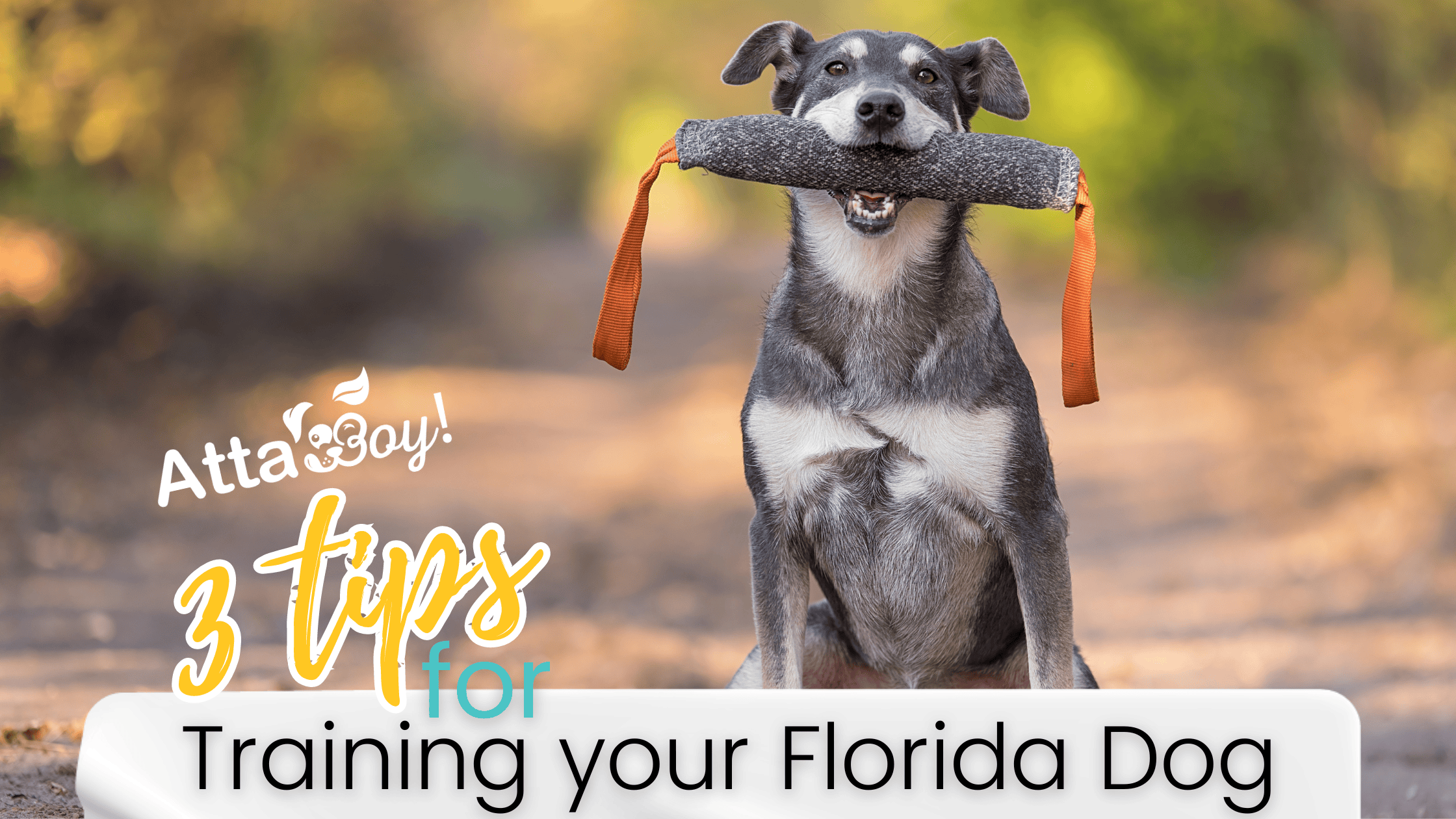 Mastering Dog Training: Tips for Success from Atta Boy! Animal Care ...