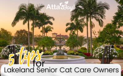 Essential Senior Cat Care Tips for Healthier Aging – Lakeland, Florida
