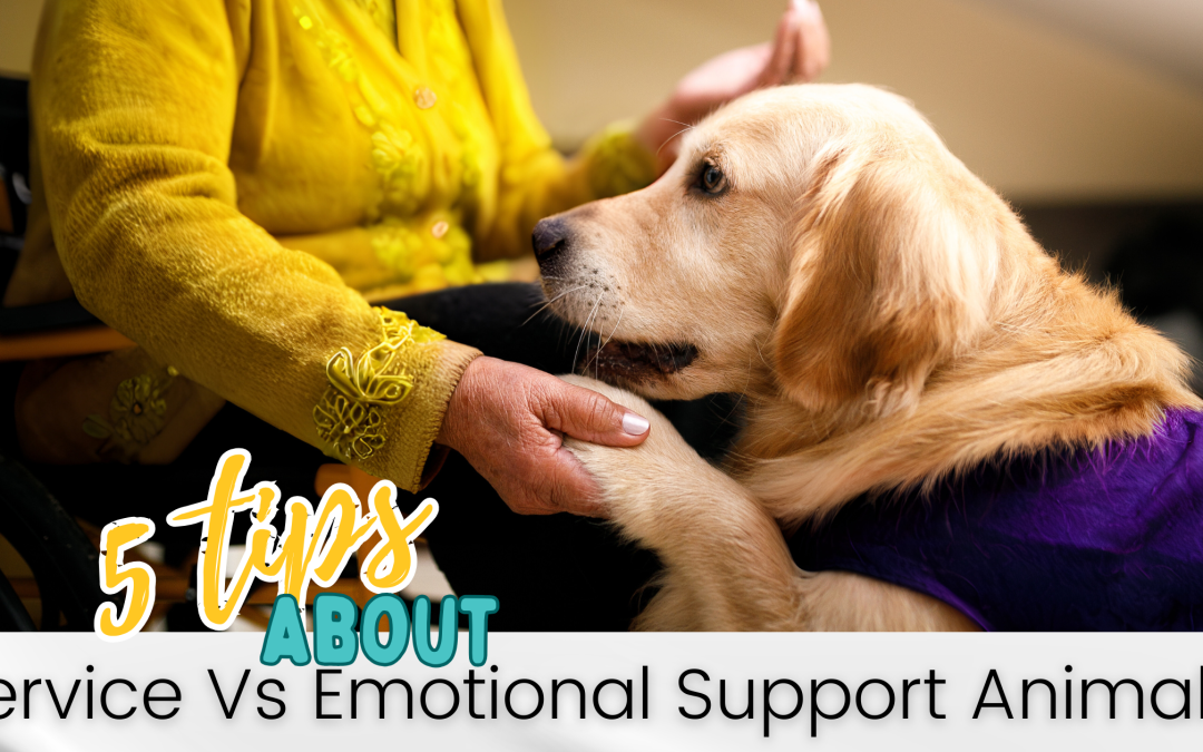 Understanding the Difference Between Service Dogs + Emotional Support Dogs: A Guide for Pet Sitters