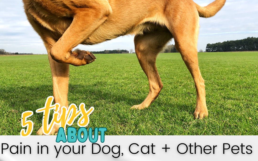 Spotting the Signs: Understanding Pain in Cats and Dogs