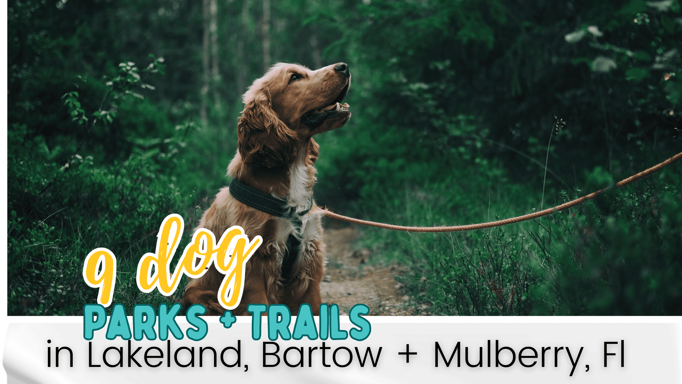 Dog Trails and Parks in Lakeland Florida