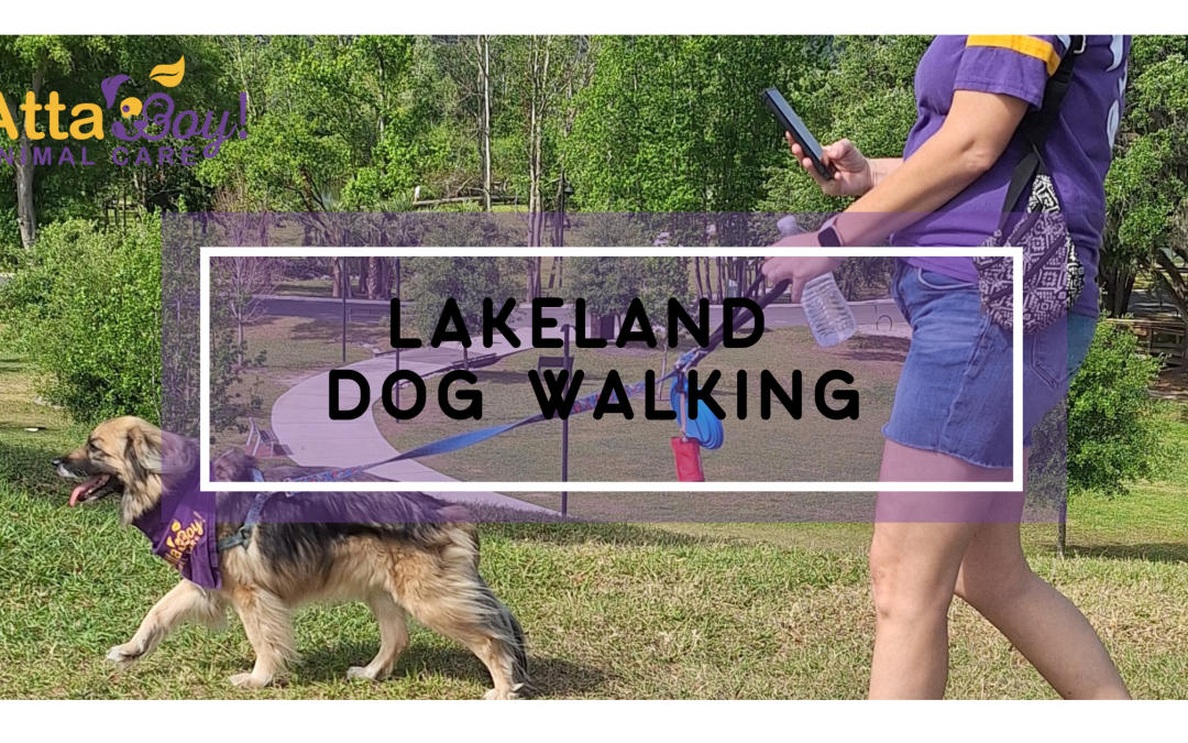  Join the Weekly Wag Club: Lakeland’s Best Dog Walking Membership