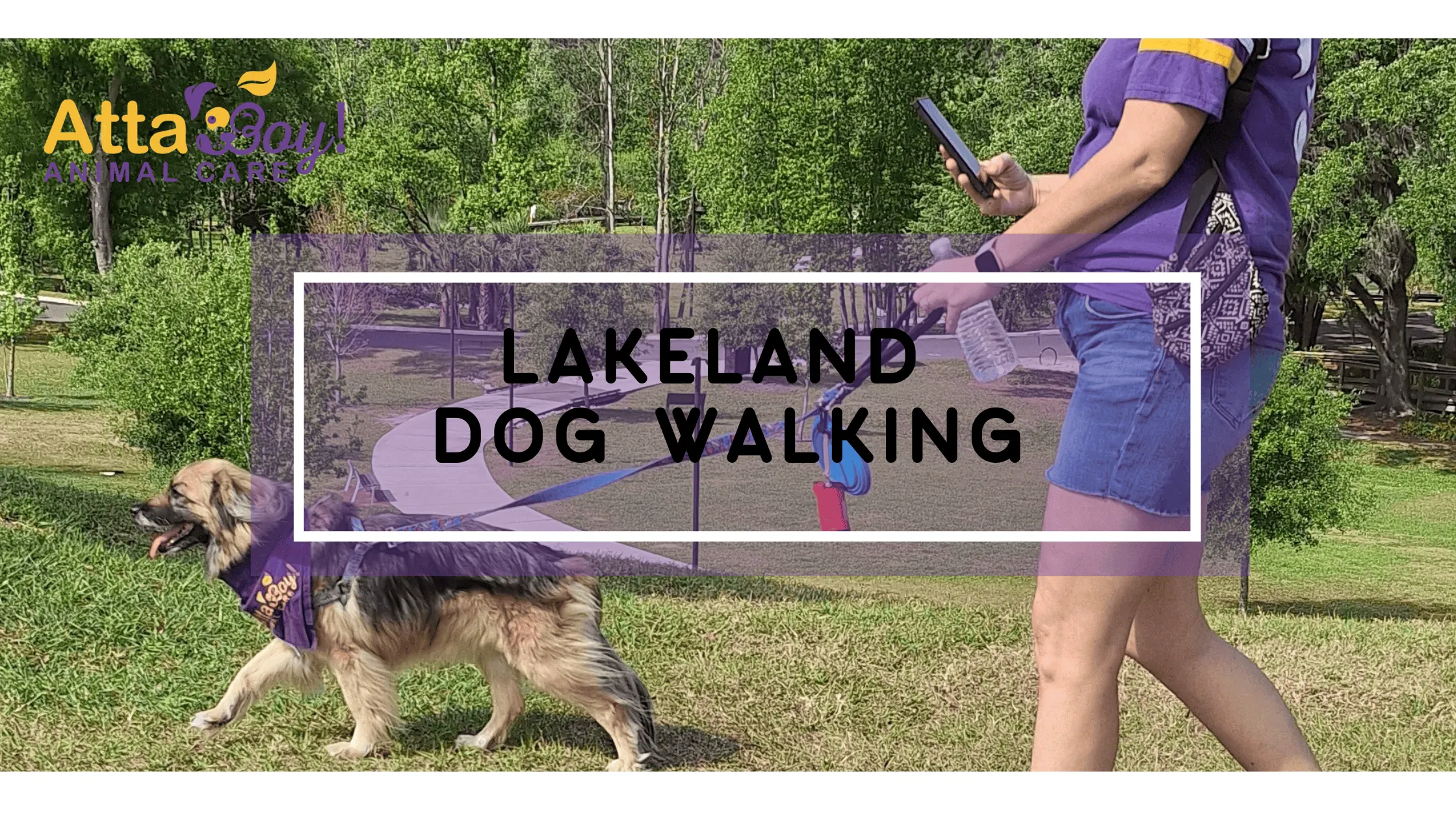 lakeland dog walking lakeland dog walking