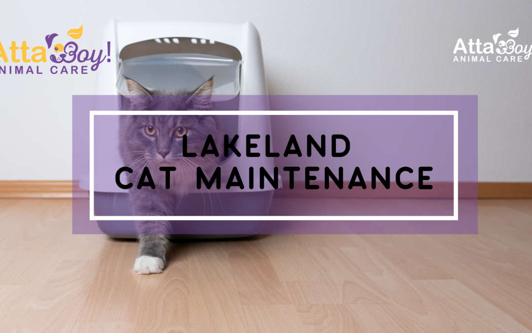 The Kitty Care Club: Stress-Free In-Home Cat Care for Lakeland’s Busiest Pet Parents