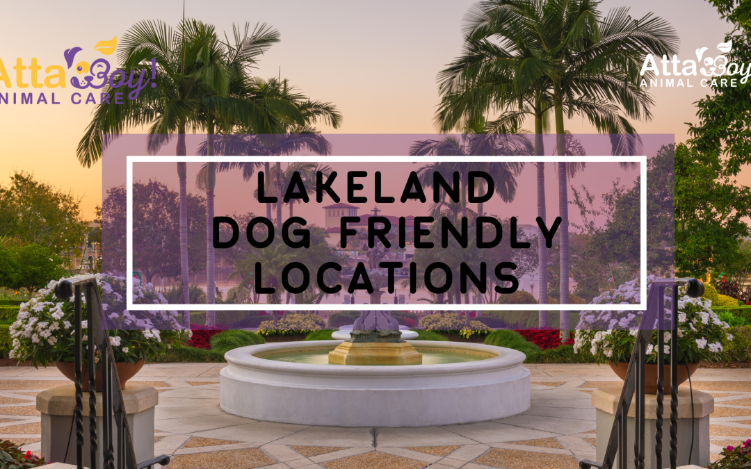 Paws Out! The Best Dog-Friendly Spots in Lakeland, FL