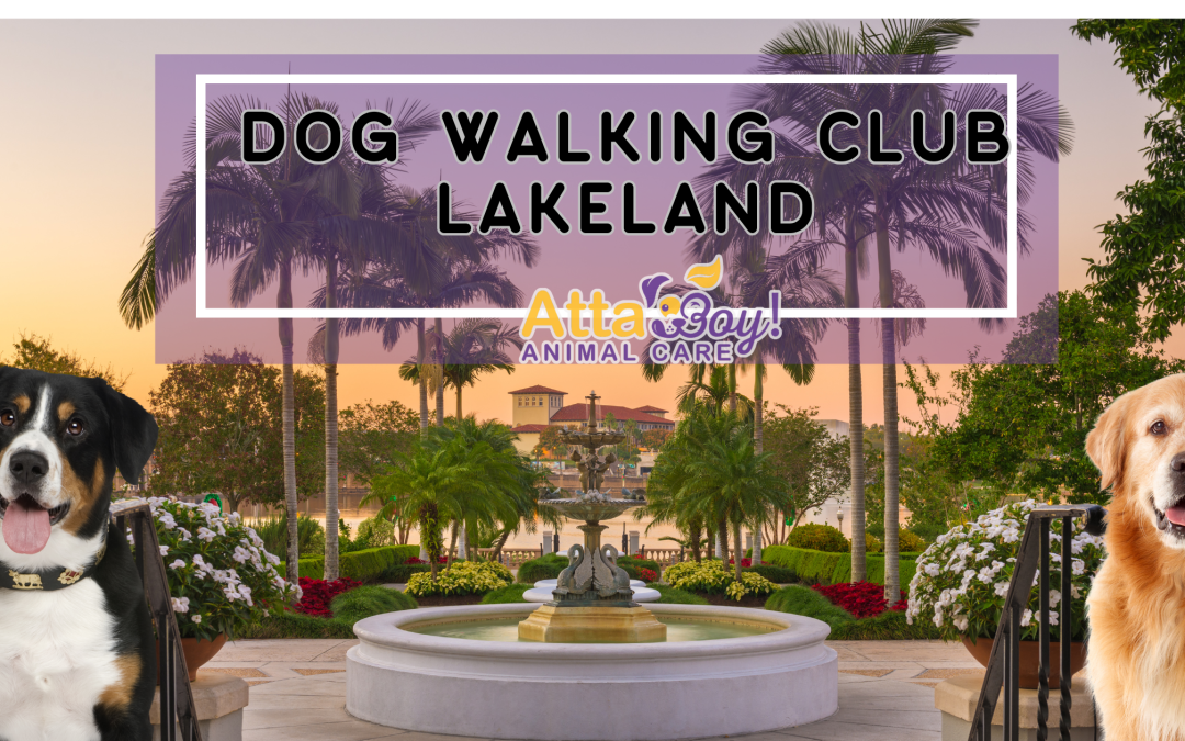 Join the Weekly Wag Club: Lakeland’s Best Dog Walking Membership