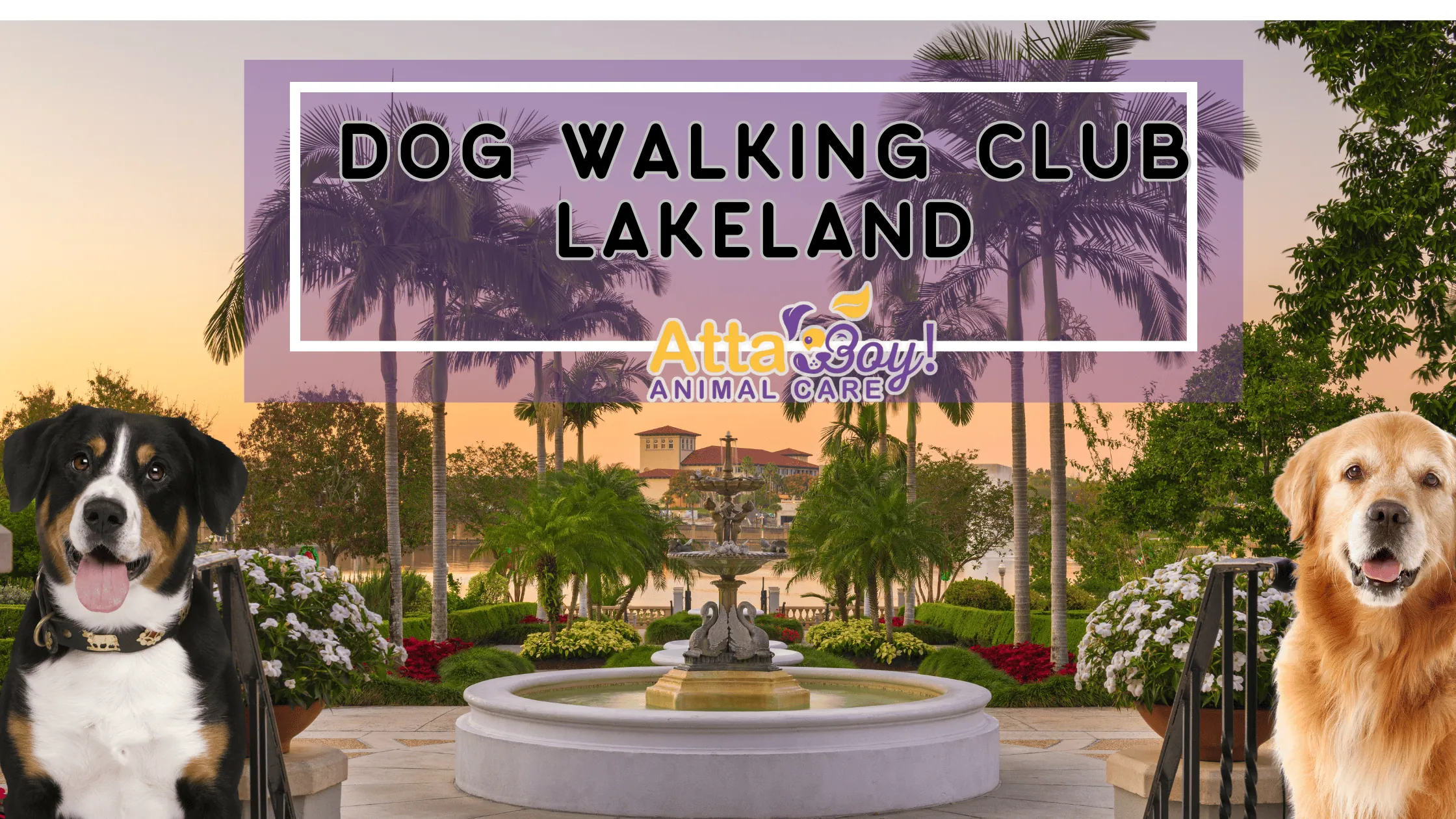 Lakeland Dog Wlaking Club Lakeland Dog Walking Club