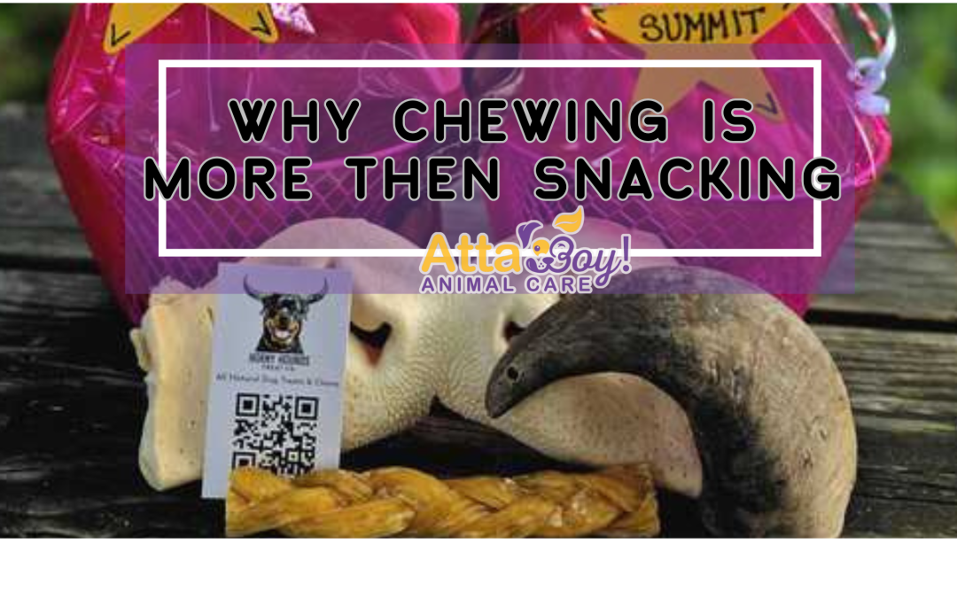 Mental Health Stimulation for Dogs + Cats Why Chewing is More Than Just Snacking