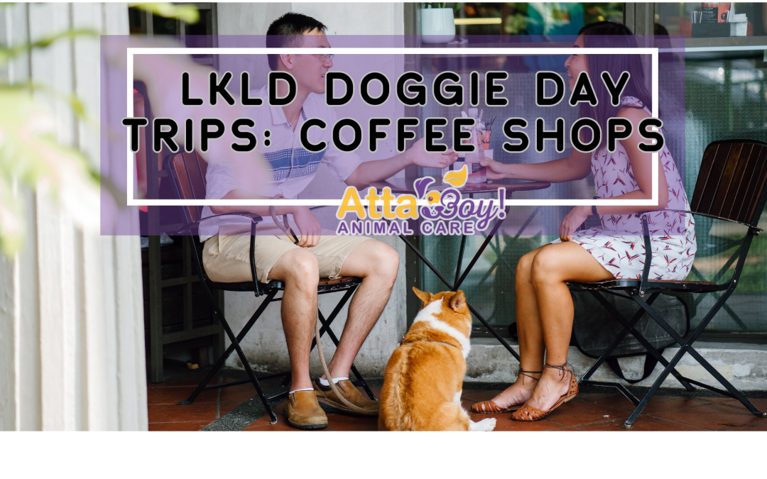 Dog-Day Trip Coffee Shops in Lakeland