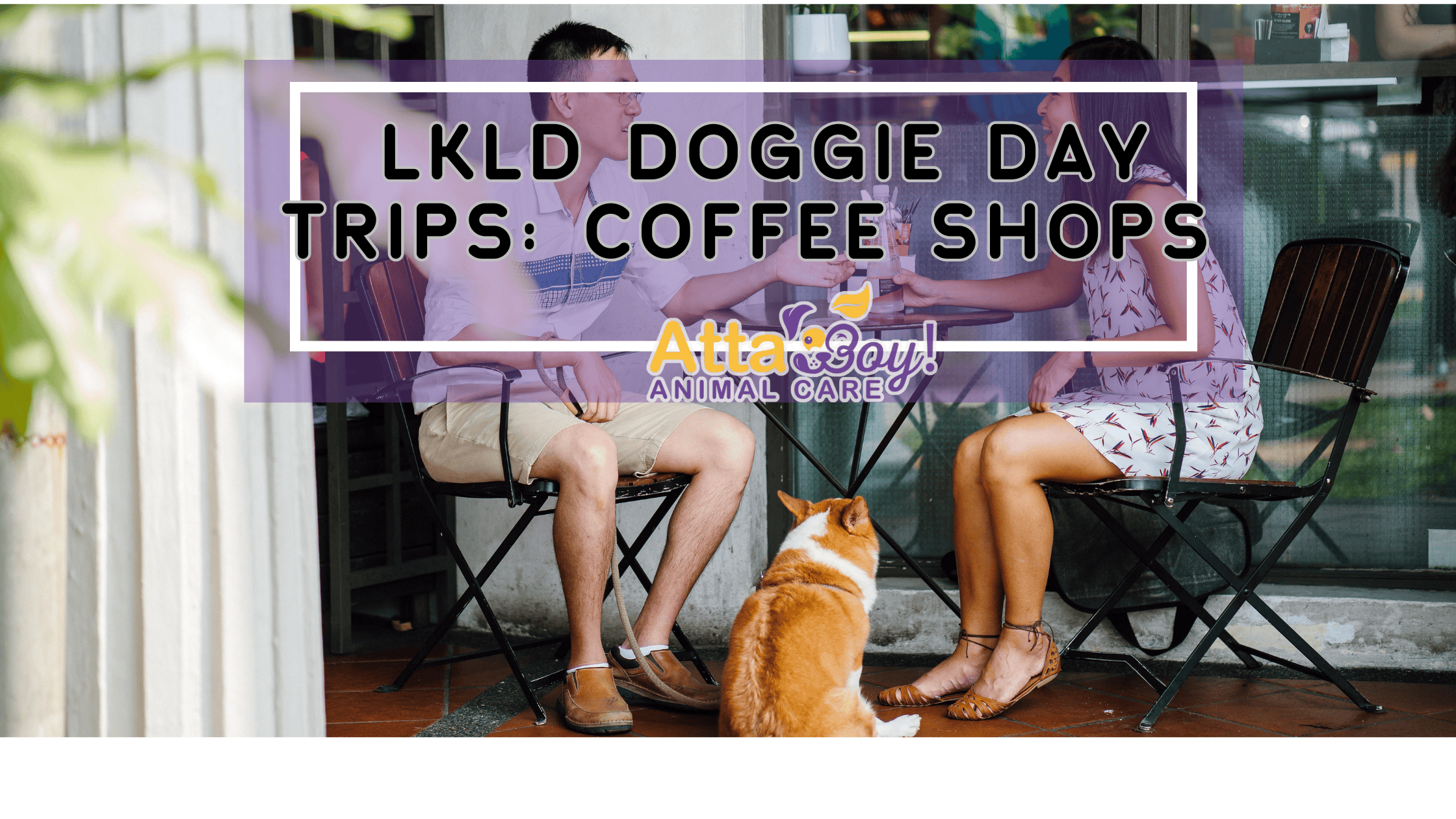 lkld florida coffee shop dog friendly pet sitter dog walker