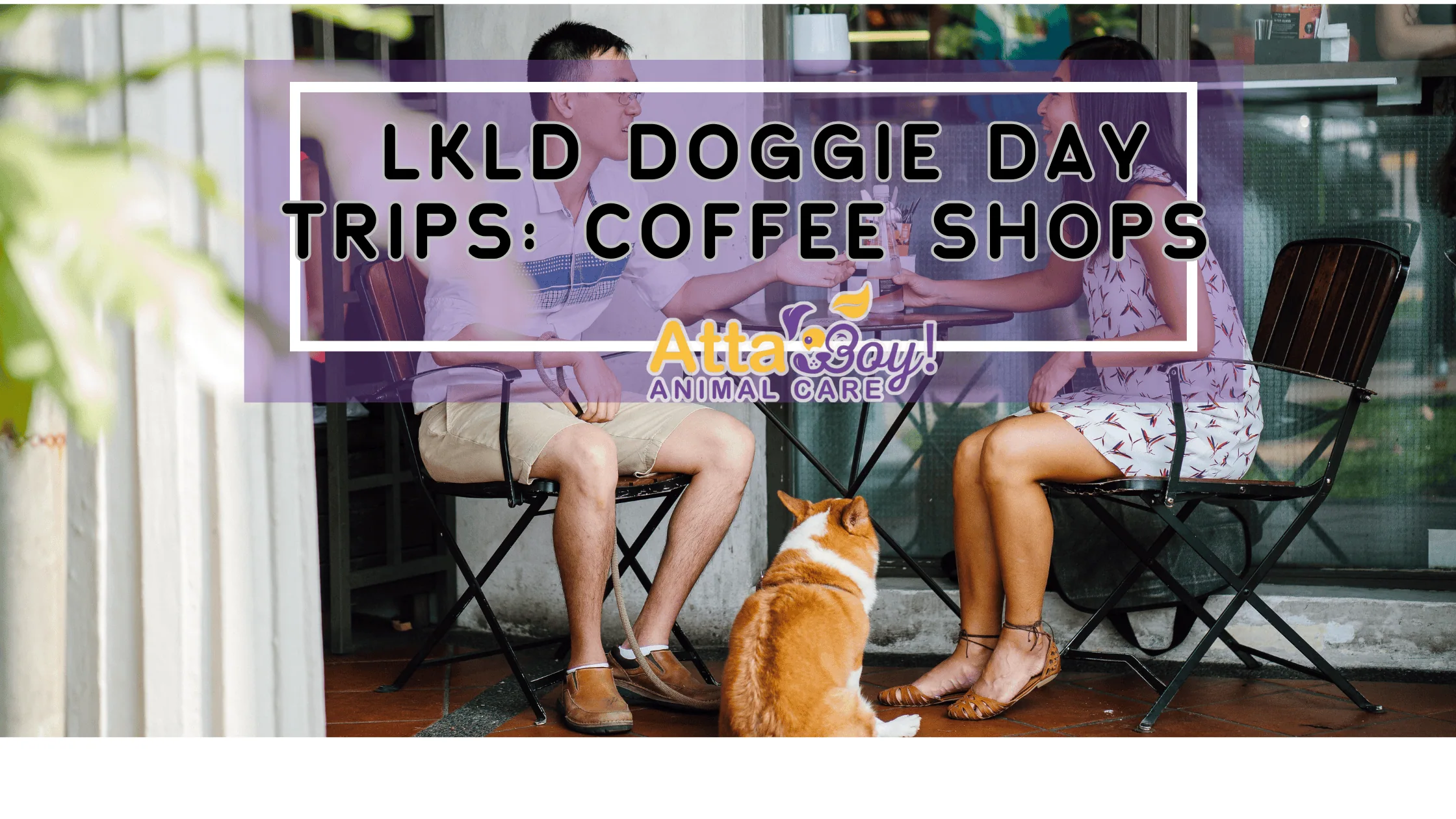 coffee local stores blog lkld florida coffee shop dog friendly pet sitter dog walker