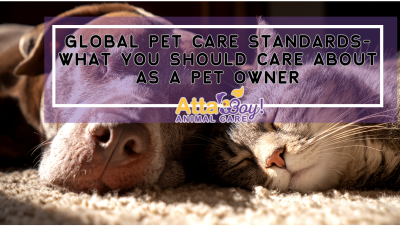 Global Standards for Professional Pet Sitting  Dog Walking Businesses