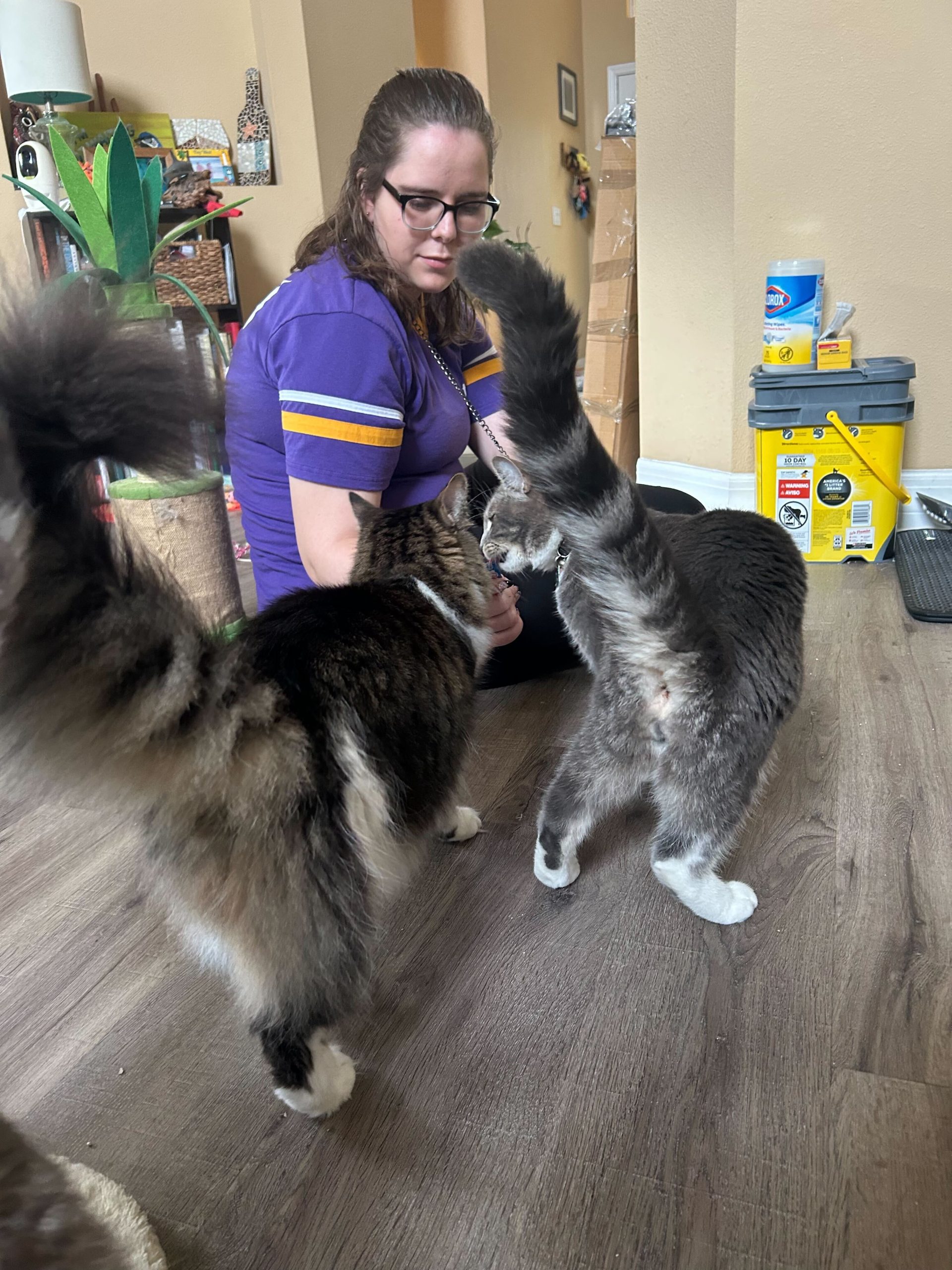 Tana B Lakeland Pet Sitter pet sitter dog walker dog anxiety dog in Lakeland, Florida.