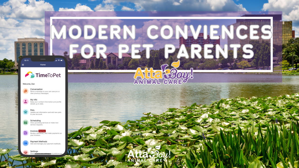 modern conveniences for the pet parent lakeland pet owner