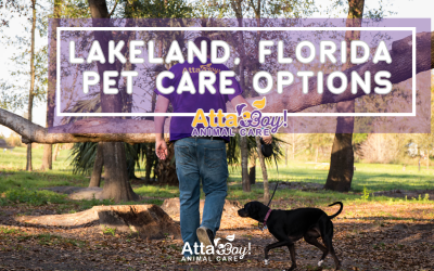 The Types of Comrades We Encounter: Choosing the Right Pet Care While You’re Away