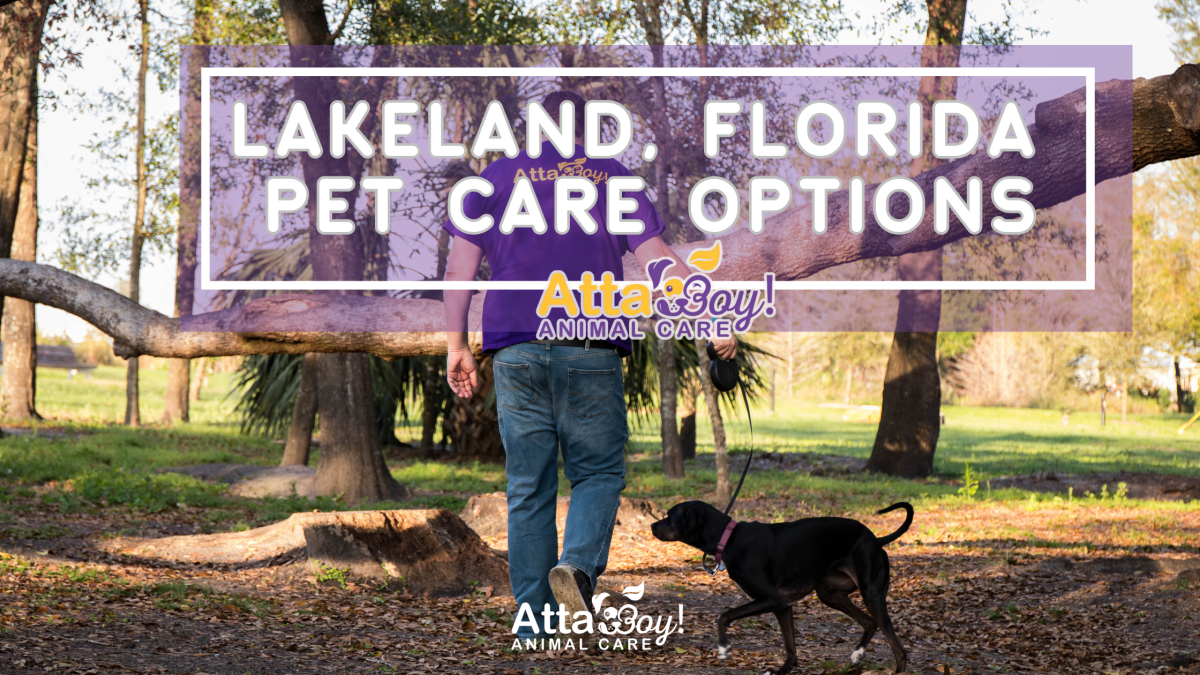 pet sitter lakeland